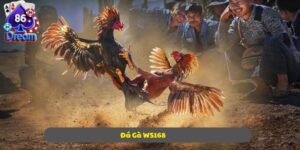 Đá Gà WS168