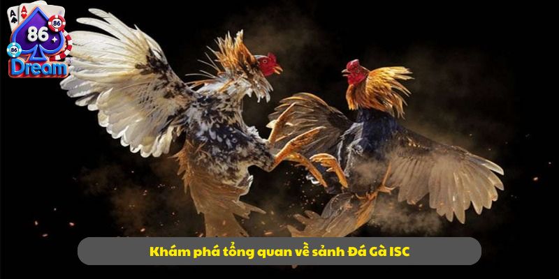 Khám phá tổng quan về sảnh Đá Gà ISC