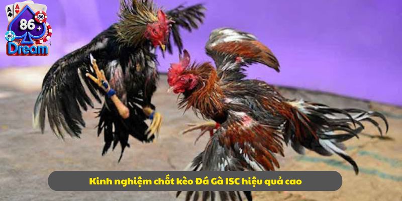 Kinh nghiệm chốt kèo Đá Gà ISC hiệu quả cao